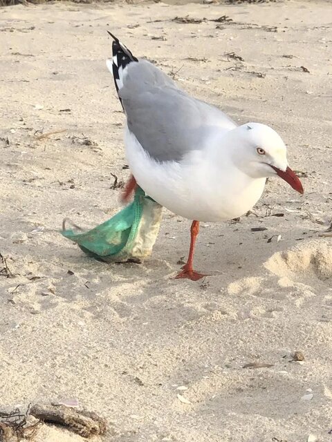 ماسکهای قاتل مرغ دریایی در چالشی سخت با ماسک انسان