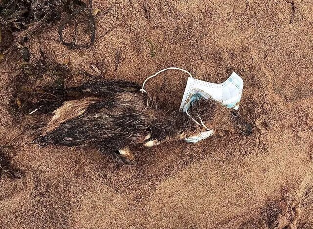 ماسکهای قاتل پایان تلخ!