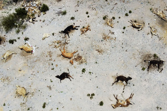 لاشه حیواناتی که به دلیل خشکسالی در مرز مکزیک با ایالت تگزاس آمریکا تلف شده اند