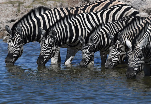 پارک ملی "اِتوشا" در نامیبیا