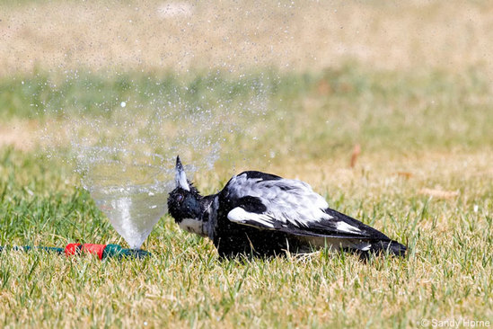 از عکس های برگزیده مسابقه عکاسی از طبیعت در استرالیا