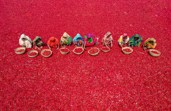 کشاورزان بنگلادشی در حال جمع آوری فلفل قرمز