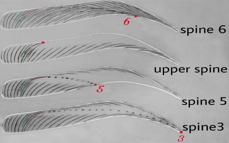 فیبروز ابرو چیست؟ بررسی مزایا و معایب فیبروز