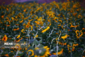 مزرعه‌ای با صدها خورشید!1