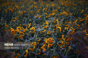 مزرعه‌ای با صدها خورشید!0