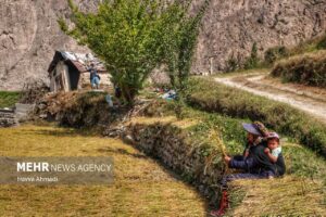 برداشت سنتی برنج9