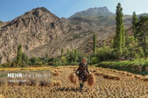 برداشت سنتی برنج16