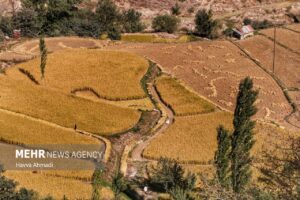 برداشت سنتی برنج2
