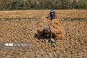 برداشت سنتی برنج14