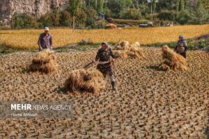 برداشت سنتی برنج15