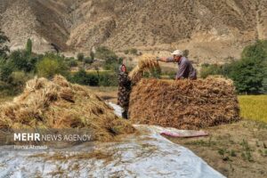 برداشت سنتی برنج5