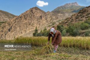 برداشت سنتی برنج10