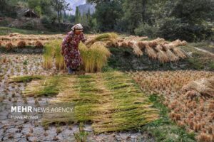 برداشت سنتی برنج18