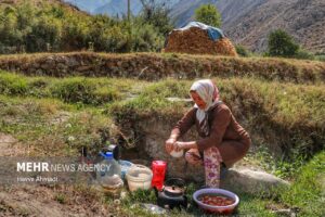 برداشت سنتی برنج11
