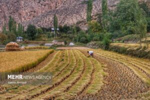 برداشت سنتی برنج8