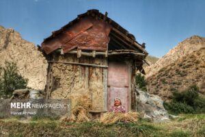برداشت سنتی برنج3