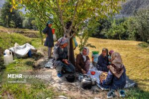 برداشت سنتی برنج12