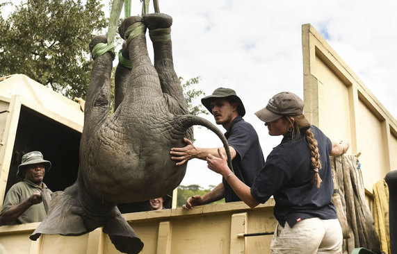 انتقال فیل در یک پارک ملی در کشور مالاوی