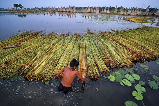 یک کشاور نوجوان ساقه های "جوت"را در تالابی در هند