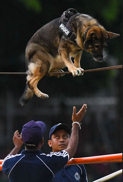بندبازی سگ پلیس در جریان جشن روز پلیس در سریلانکا
