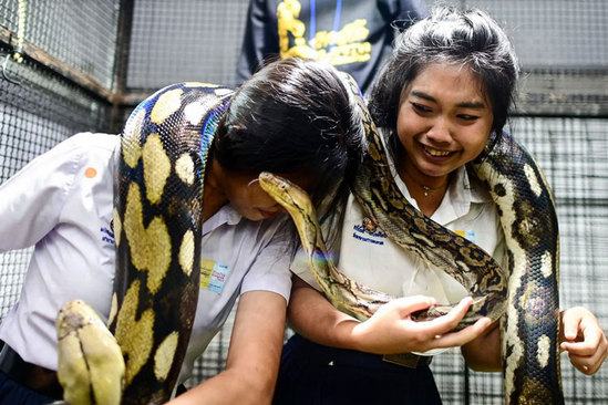 بازدیدکنندگان در حاشیه مسابقات قهرمانی حیوانات خانگی 2022