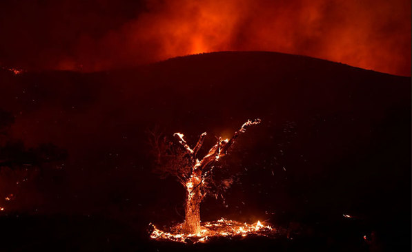 جدال با آتش در جنگل های ایالت کالیفرنیا آمریکا