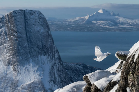 بدون شرح/ گاردین