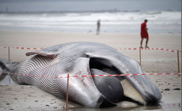 یک وال 16 متری در سواحل غربی فرانسه