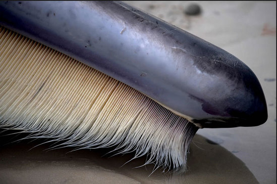 یک وال 16 متری در سواحل غربی فرانسه2