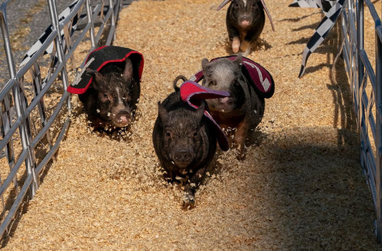 مسابقه خوک ها در مریلند آمریکا
