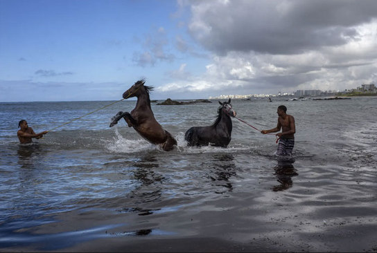 شستشوی اسب در ساحل شهر سالوادور برزیل و در آب های اقیانوس اطلس