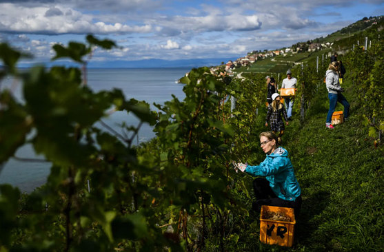 برداشت انگور از تاکستان های سوییس