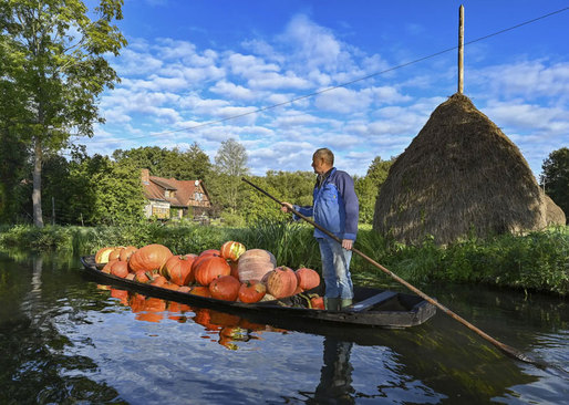 کشاورز آلمانی در حال انتقال کدوتنبل های مزرعه اش