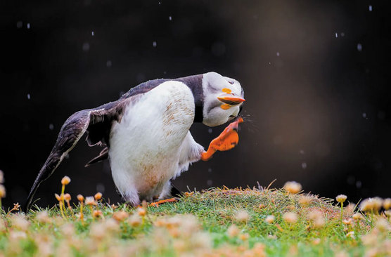 اسکاتلند، زیستگاه حدود 80 درصد از جمعیت طوطیان دریایی (پافین)