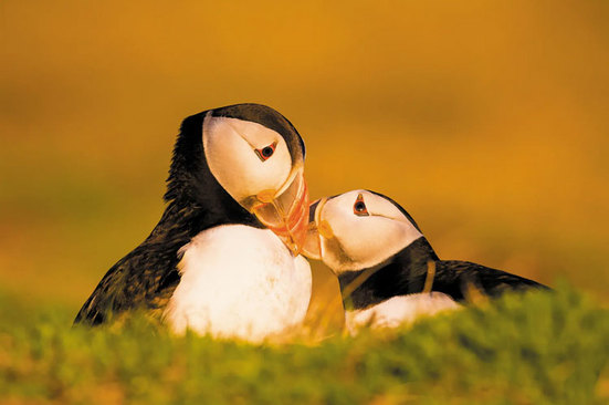 اسکاتلند، زیستگاه حدود 80 درصد از جمعیت طوطیان دریایی (پافین) در انگلیس است