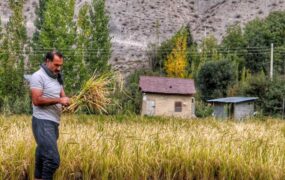 برداشت سنتی برنج