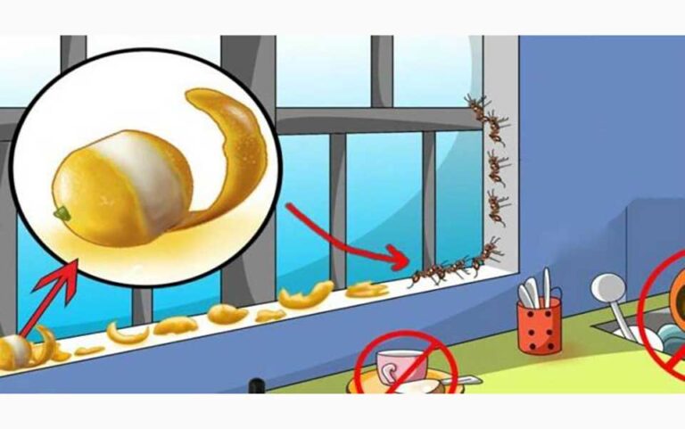 ترفندهایی برای فراری دادن مورچه ها از خانه