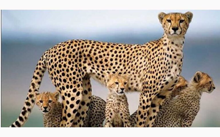 تلما با 4 توله اش در منطقه حفاظت شده توران دیده شد