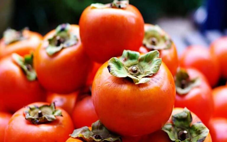 خرمالو بخوریم تا سرما نخوریم