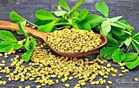 کنترل دیابت با شنبلیله