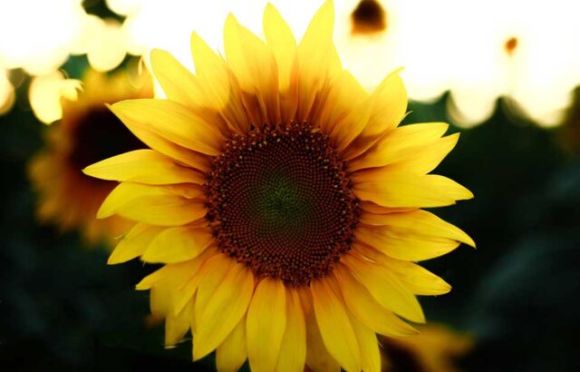 تصاویری از مزرعه‌ای با صدها خورشید!
