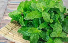 نعناع؛ سبزی برای گرفتگی مجاری تنفسی