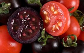 گوجه فرنگی بنفش با ۱۰ برابر آنتی اکسیدان بیشتر