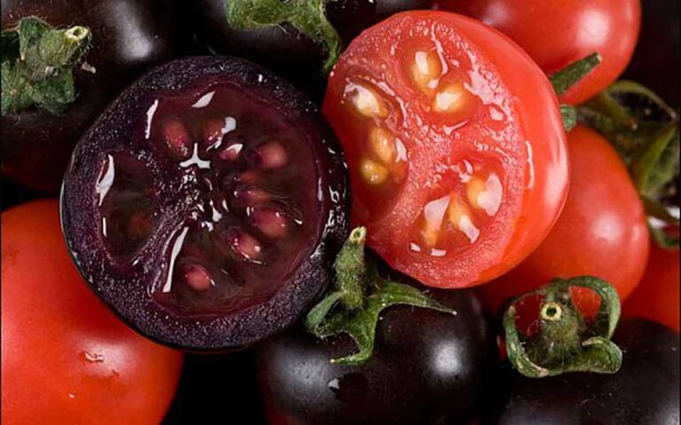 گوجه فرنگی بنفش با ۱۰ برابر آنتی اکسیدان بیشتر