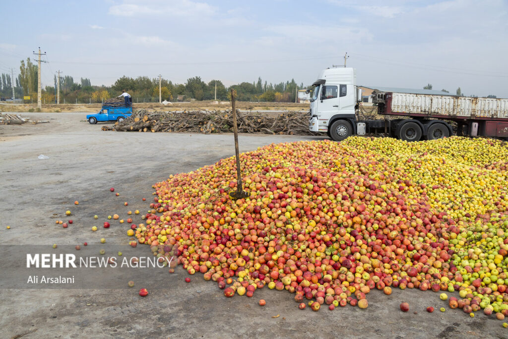 برداشت سیب در آذربایجان‌غربی و معضلی به‌نام سیب زیردرختی1