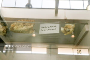 نگین فسیل شناسی ایران 3