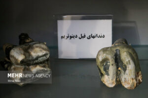 نگین فسیل شناسی ایران 34
