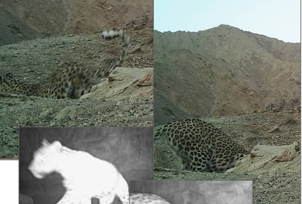 پلنگ ایرانی برای نخستین بار در کَلاته اصفهان