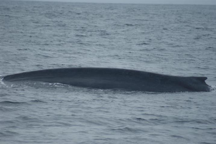 تصاویر شگفت انگیز از ابر حیواناتی در دام دوربین !