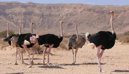 تصاویر شگفت انگیز از ابر حیواناتی در دام دوربین 9